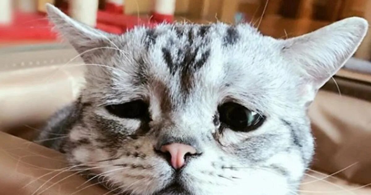 Плачущий котик банан. Кот плачет. Котики тоже плачут. Плачущиё кот. Котенок плачет видео.