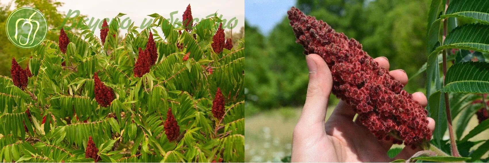 Турецкая специя Sumac. Турецкая приправа Сумак. Сумак специя растения. Сумах. Сумах для чего используется