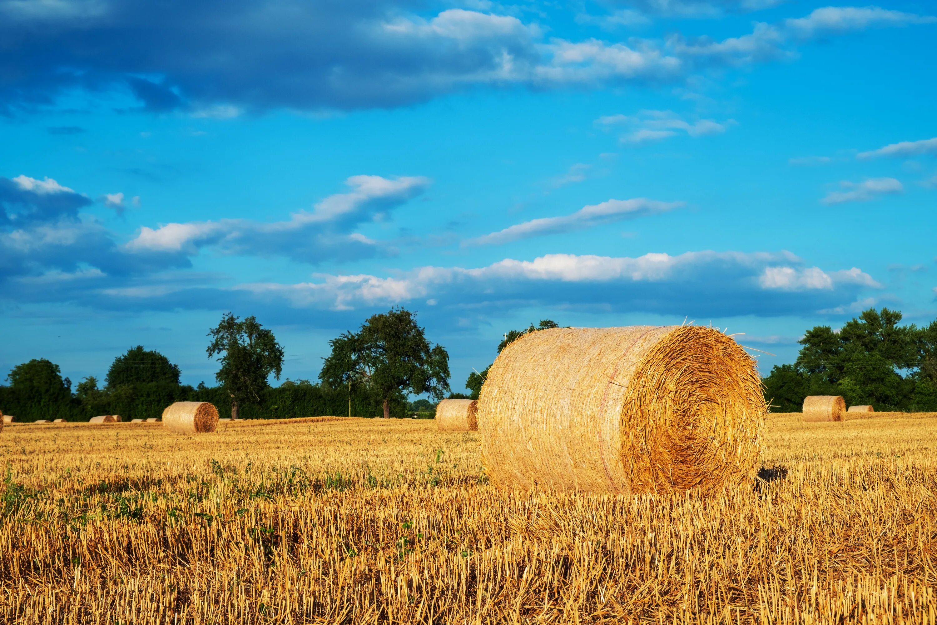 Сено сша. Беларусь тюки соломы на полях. Straw Bale. Жнивье солома. Стог соломы в поле.