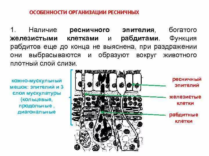 Рабдитные железы. Функции ресничного эпителия. Однослойный цилиндрический железистый эпителий. Клетки мерцательного эпителия строение. Однослойный мерцательный эпителий препарат.