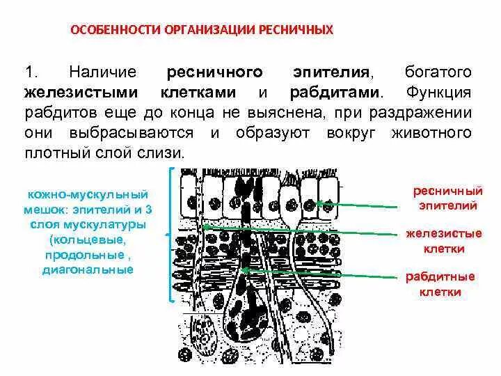 Рабдитные клетки. Органы выделения у ресничных червей. Рабдитные железы. Ресничный эпителий функции.