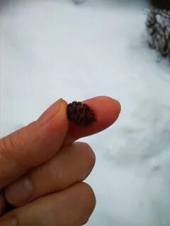 Сильная шишка