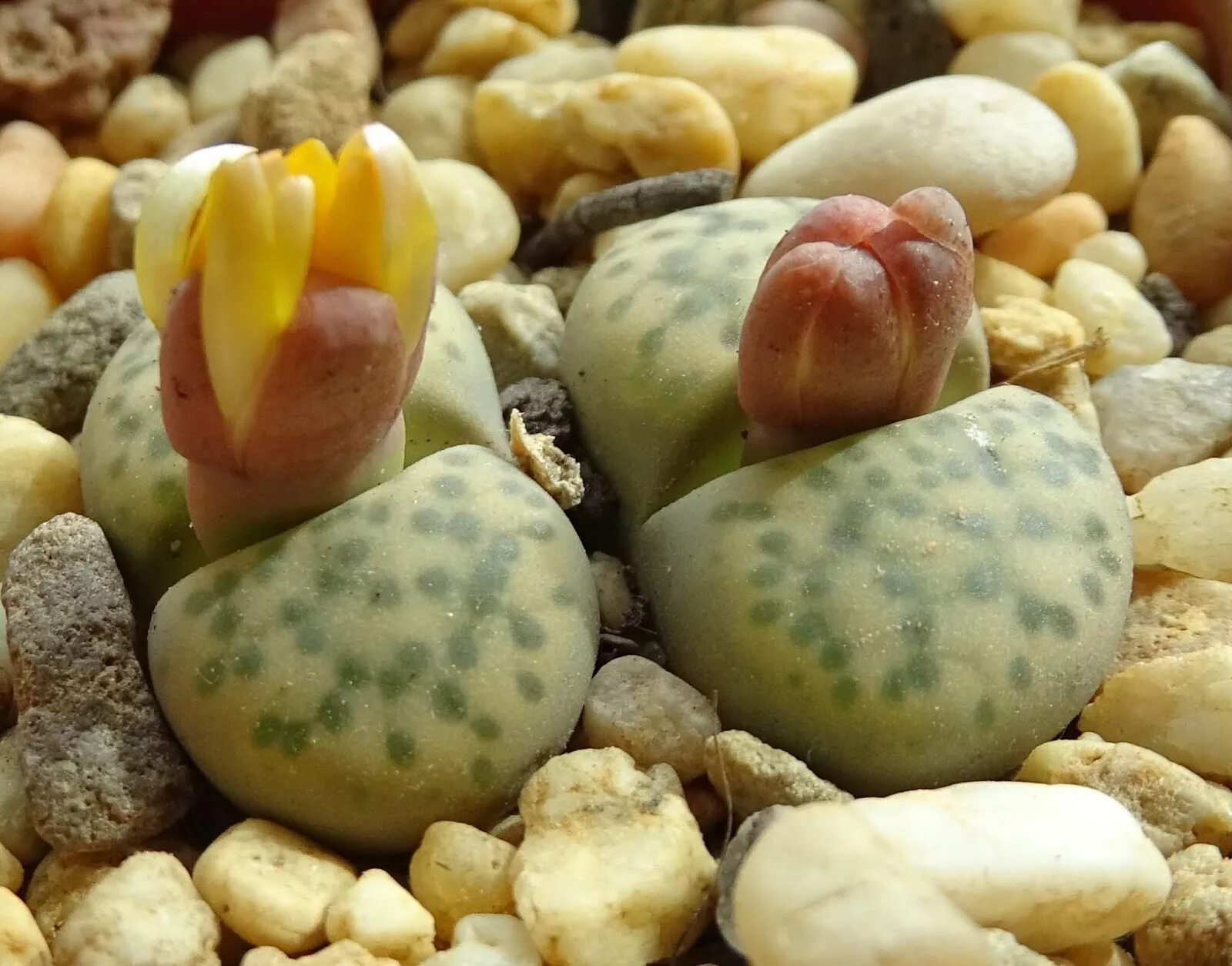 Морские живые камни. Литопс гесинария. Суккуленты литопсы. Lithops fulviceps. Литопс (Lithops).