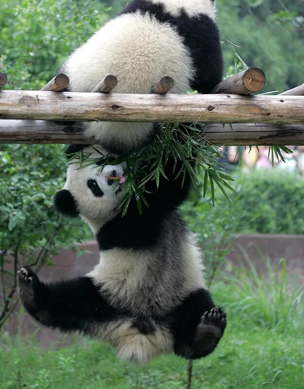 Pandas save. Дальний родственник Панда. Рассказ о панде. Рассказ милая Панда. История про панду.