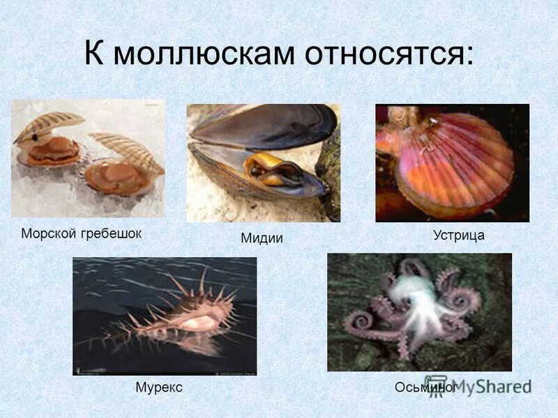 Представителем моллюсков является выберите ответ. Представителем моллюсков является выберите ответ. Представителем моллюсков является выберите ответ. Классификация брюхоногих моллюсков биология 7 класс. Классификация брюхоногих моллюсков биология 7 класс.