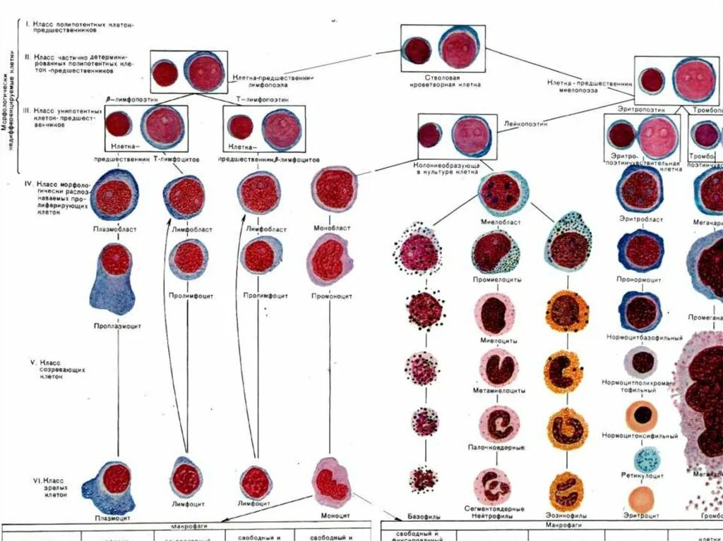 Схема кроветворения гистология. Схема гемопоэза гистология. Этапы дифференцировки клеток крови. Современная схема кроветворения эритропоэз.