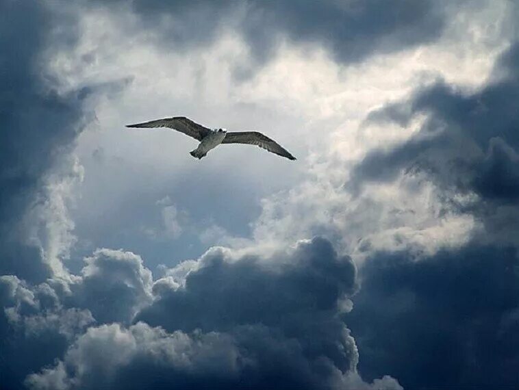 Птица улетающая вдаль. Птицы в небе. Одинокая птица в небе. Птицы улетают. Птица в полете.