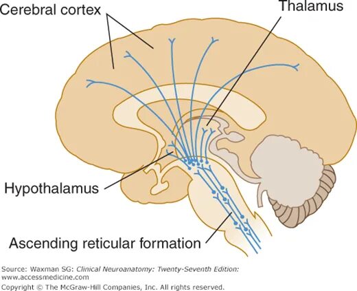 Formatio reticularis. Reticular formation. reticular activating system. ascending reticular activating system. мост нейроанатомия.