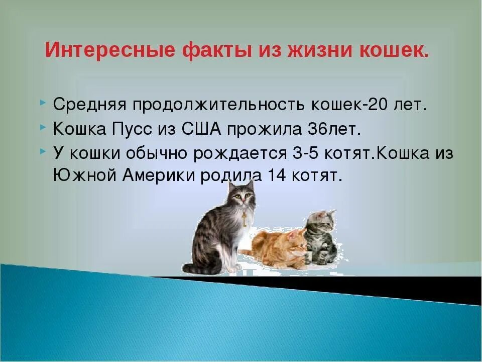 Сколько лет живут домашние кошки. Сколько живут кошки. Продолжительность жизни кошек. Средняя Продолжительность жизни котов. Продолжительномт жищеи домашних котоа.