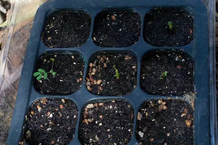 какие цветы высаживают рассадой. пикировка петунии. прополка клумб. агератум микс. посев семян цветов.