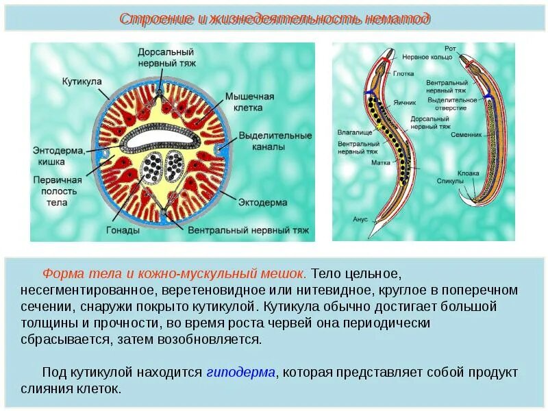 Почему круглых червей. Мускульный мешок круглых червей. Тип круглые черви строение аскариды. Поперечное сечение круглого червя. Кожно мускульный мещоккруглые черви.