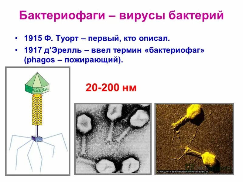 Бактериофагия