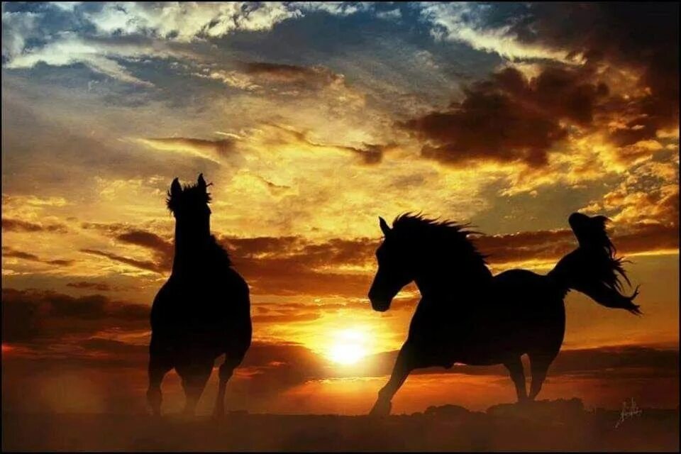 Конь на закате. Лошади на рассвете. Лошади на закате. Лошадь бежит.