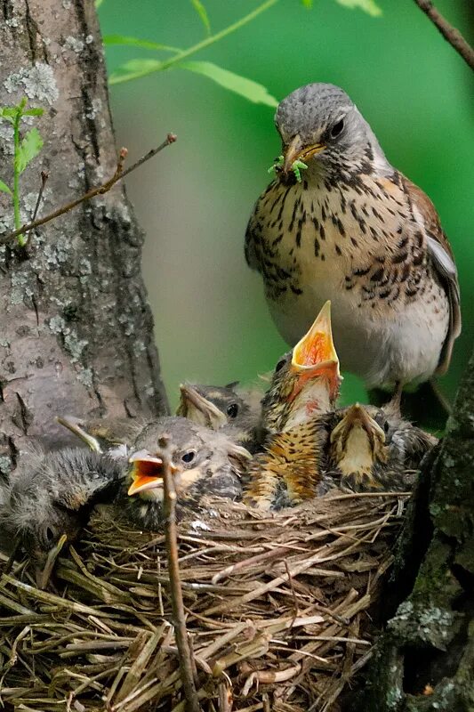 Птенцы в лесу. Гнездо дрозда рябинника. Гнездо певчего дрозда. Яйца дрозда рябинника. Птенцы дрозда в гнезде.