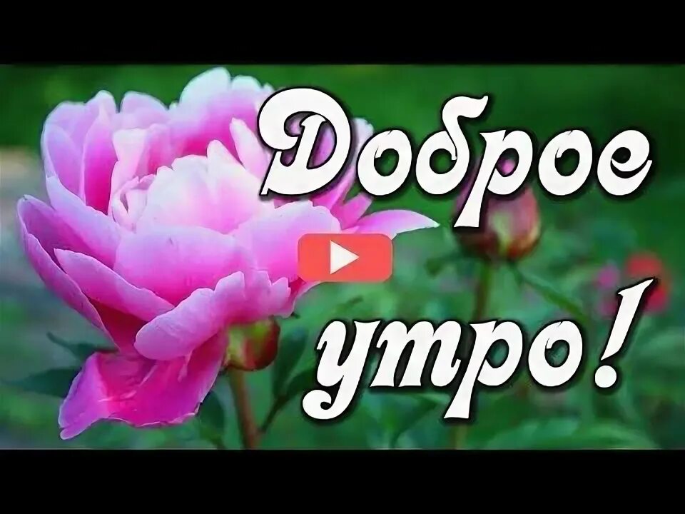 Тик ток с добрым утром музыкальные. Тик-ток поздравления с добрым утром. Тик ток открытки с добрым утром.