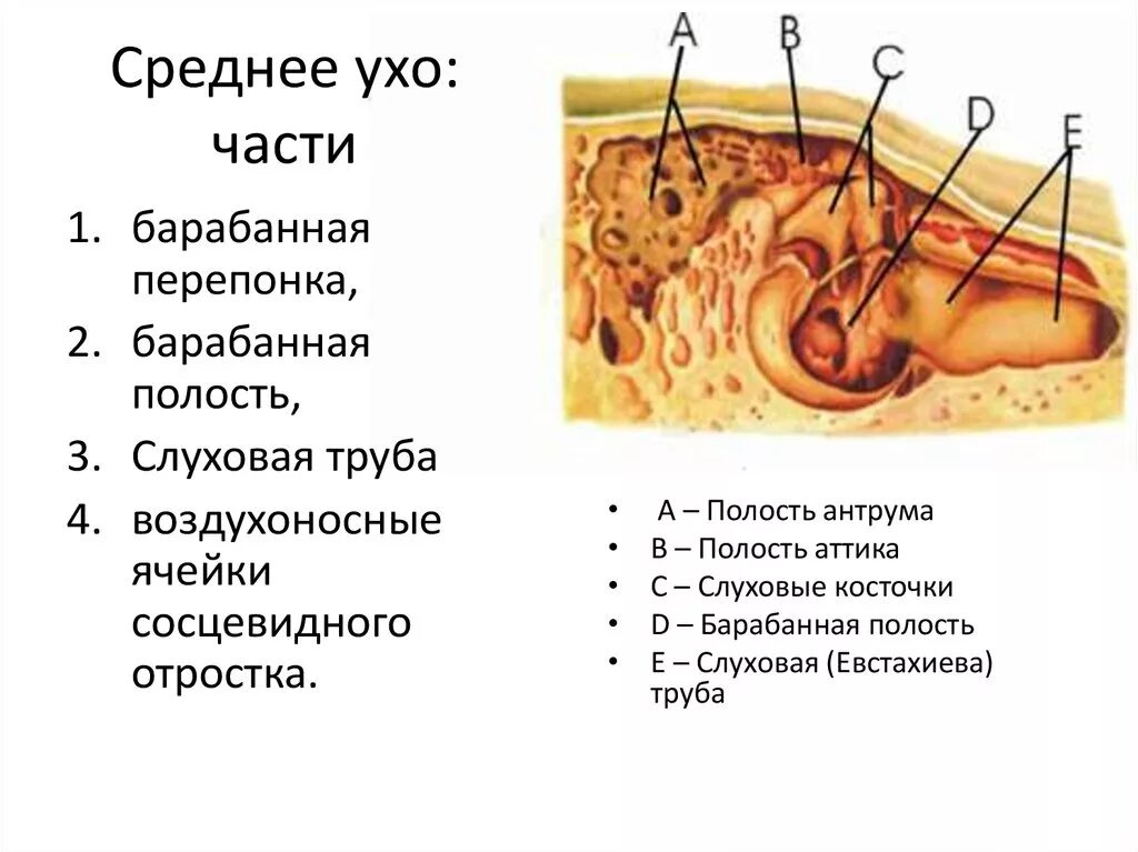 Внутреннее ухо расположено в полости. Барабанная полость и сосцевидный отросток. Стенки барабанной полости среднего уха кт. Мыс стенка барабанной полости. Анатомия среднего уха и сосцевидного отростка.