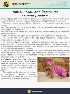Что давать йорку щенку