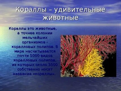 Рассказы коралловой