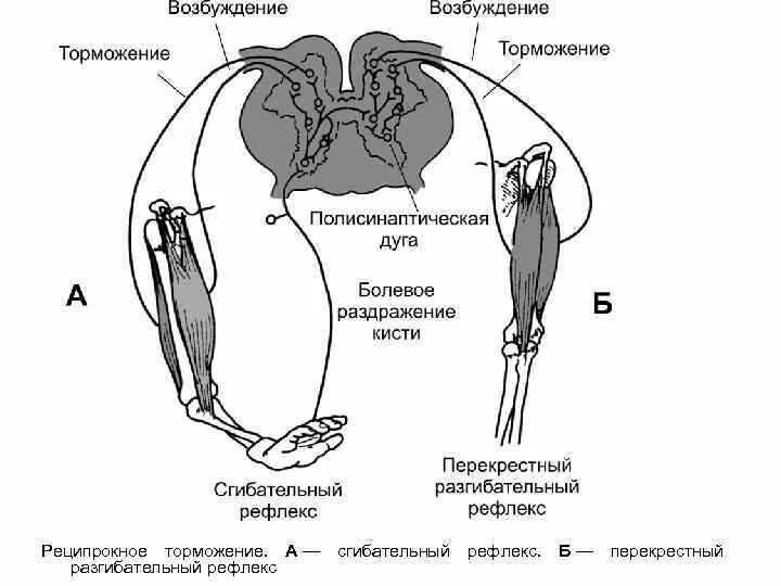 Рефлекс плеча. Рефлекс реципрокного торможения. Перекрестный разгибательный рефлекс. Реципрокное торможение рефлексов схема. Схема сочетанного торможения защитного сгибательного рефлекса.