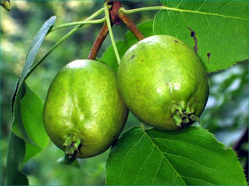 PA050106 Pyrus Communis L. - Poirier Epine d'hiver Winter . Flickr