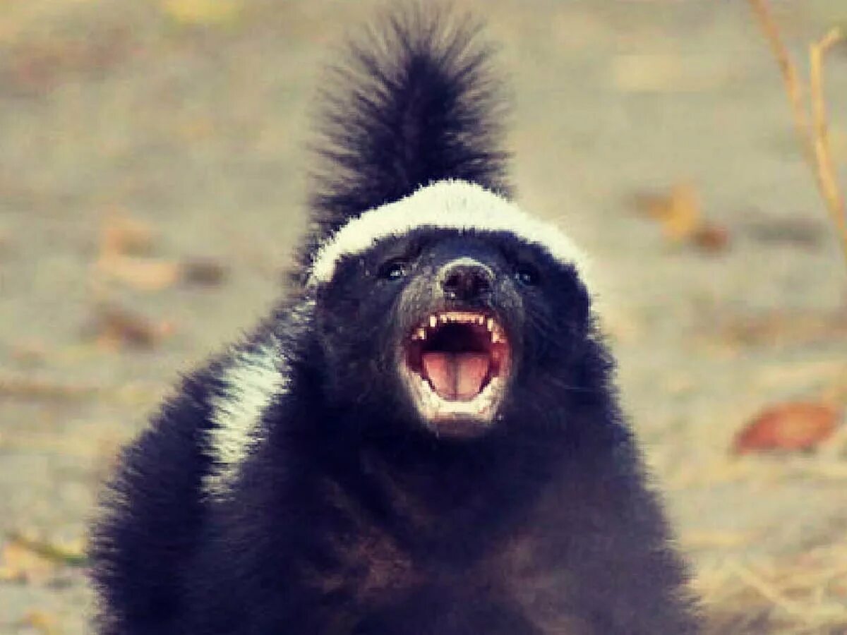 Росомаха и медведь. Тасманский дьявол фото с открытой пастью в профиль. Росомаха тайга сибирь. Росомаха в тундре. Свирепая росомаха.