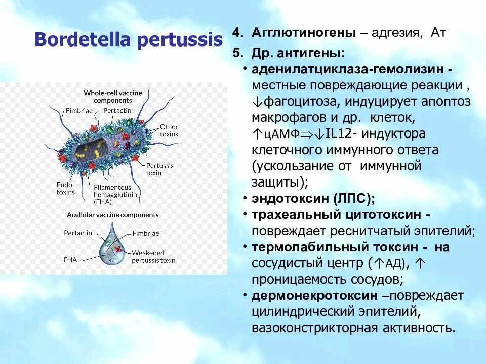 Bordetella pertussis антигенная структура. Bordetella пертуссис. Токсины бордетелла пертуссис. Bordetella pertussis коклюшный Токсин. Anti bordetella pertussis положительный