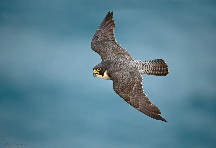 Сокол Сапсан. Сокол Сапсан птица. Сокол Сапсан пикирует. Сокол Сапсан в полете. Fastest bird