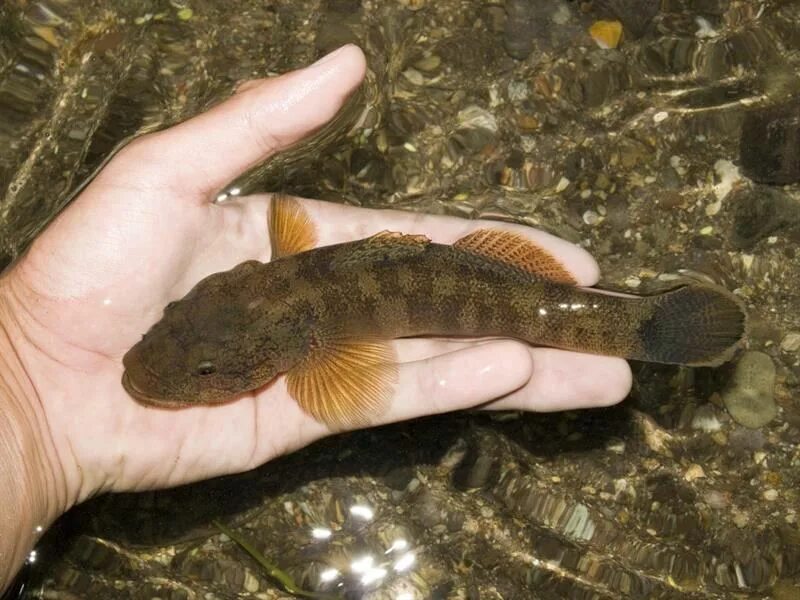 File:Sculpin in hand.JPG - Wikipedia