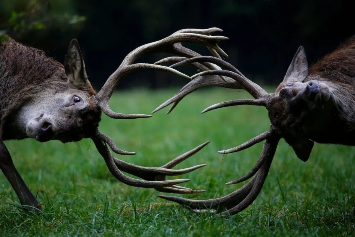 родственник жирафа окапи. ратуфа индийская гигантская. слон муравьед. редкие экзотические животные. гигантская индийская фиолетовая белка.