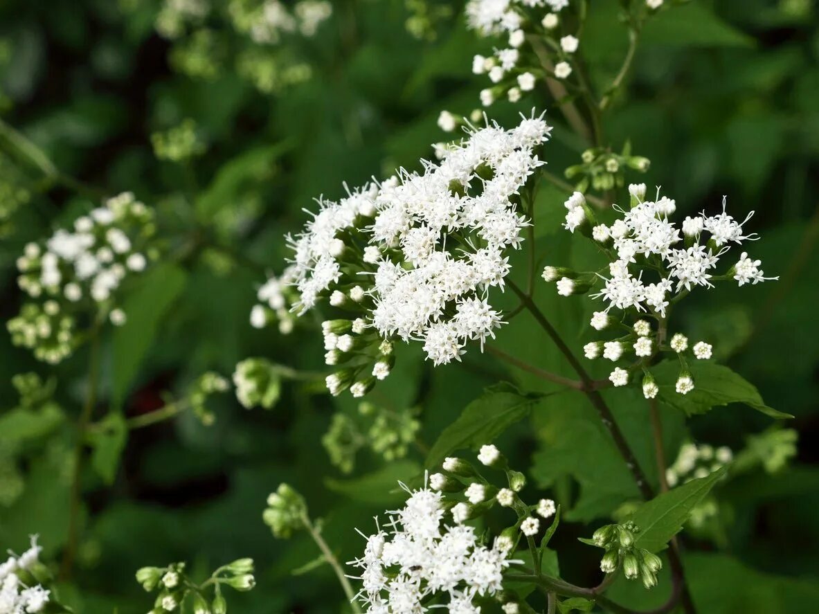 Сорняк с белыми цветами. Растение snakeroot. white snakeroot. белые цветы сорняк. высокое растение белые цветы.