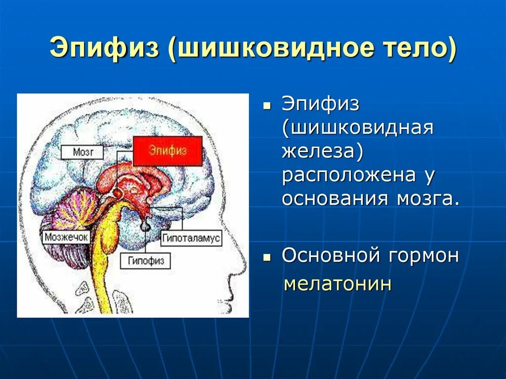 Железа мозга 7. Эпифиз головного мозга анатомия. Строение головного мозга эпифиз. Шишковидная железа. Шишковидная железа (эпифиз).