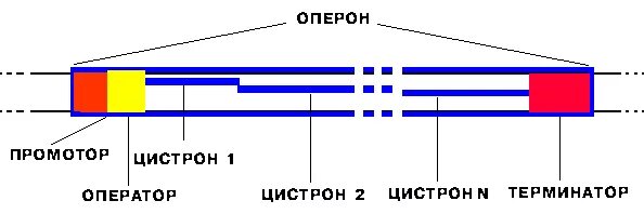 Промотор и терминатор. Промотор оперон терминатор. строение промотора прокариот. промотор и терминатор в биологии. промотор оператор терминатор.