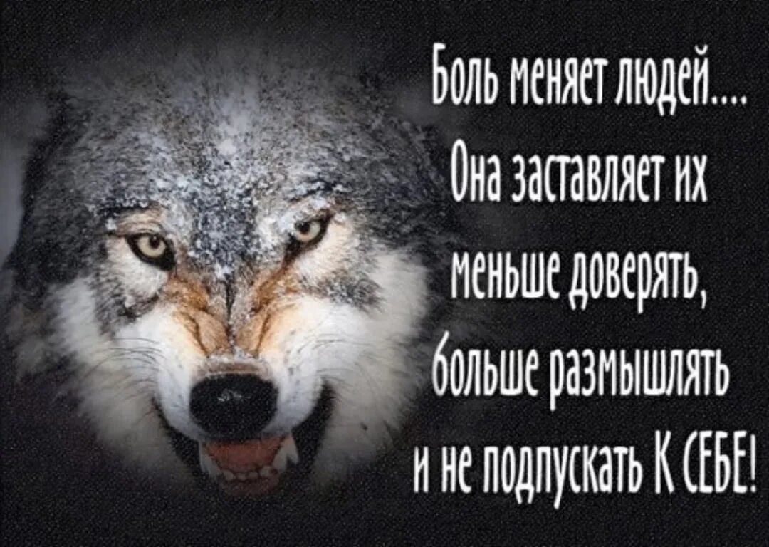 Статусы не проси. Одинокий волк цитаты. Цитаты волка. Статусы с волками. Цитаты одиноких Волков.