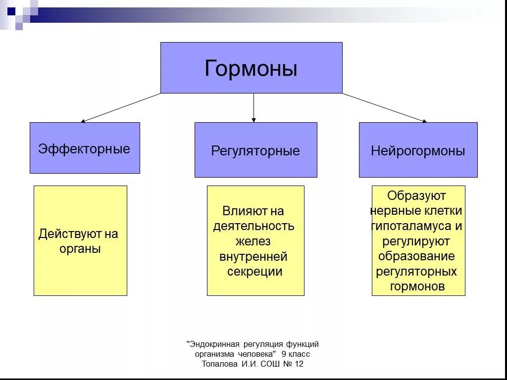 Что такое и гормоны. Эффекторные гормоны функции. тропные и эффекторные гормоны аденогипофиза. эффекторные гормоны гипоталамуса. регуляторные тропные эффекторные гормоны.