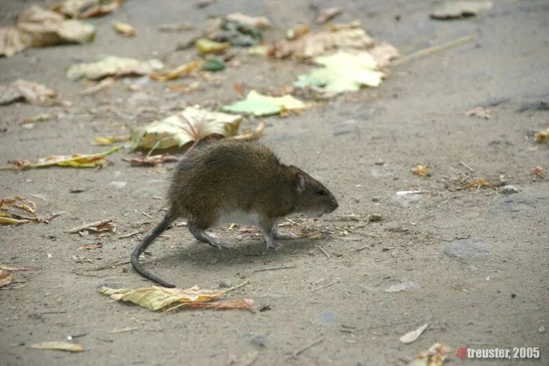 Полевая мышь убегает. Мышь уличная. Мышка на улицу.