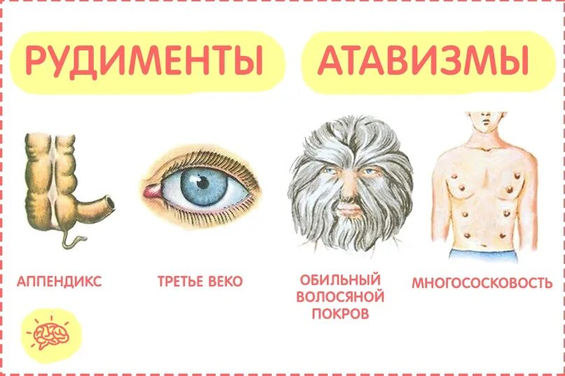 Атавизмы и их примеры Дайте определение рудиментам атавизмам приведите найдено 89 картинок