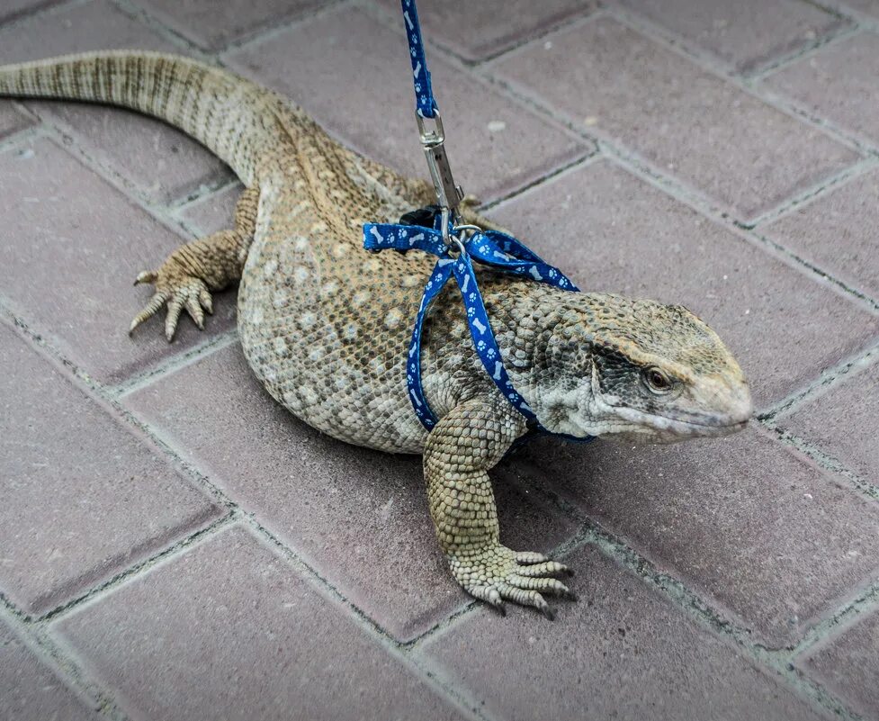 ящерица тегу кепа. большие домашние ящерицы. капский варан. степной (капский) варан. большие домашние ящерицы.