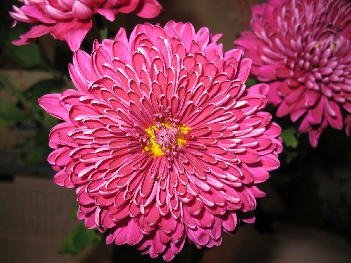 хризантема анжелика. хризантема этна. хризантема migoli. хризантема фуджи роуз. хризантема корейская августина.