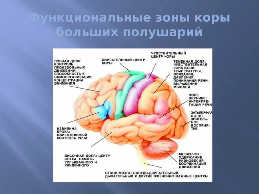 Функциональные зоны коры больших полушарий. Функциональные зоны коры больших полушарий головного. специфические человеческие зоны коры больших полушарий.. корковые центры зрительного и слухового анализатора. расположение функциональных центров в коре полушария большого мозга.