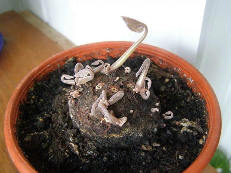 цикламен в период покоя. клубень персидского цикламена. период покоя у растений. цикламен размножение. клубень цикламена период покоя.