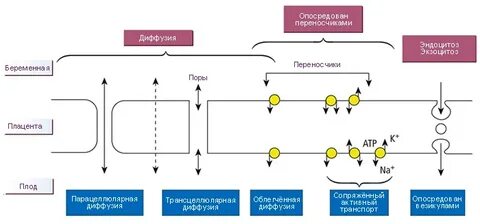 Антитела через плаценту