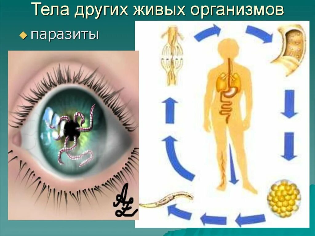 Темы человек живой организм. Другой организм. Другие живые организмы. Государство как живой организм картина.