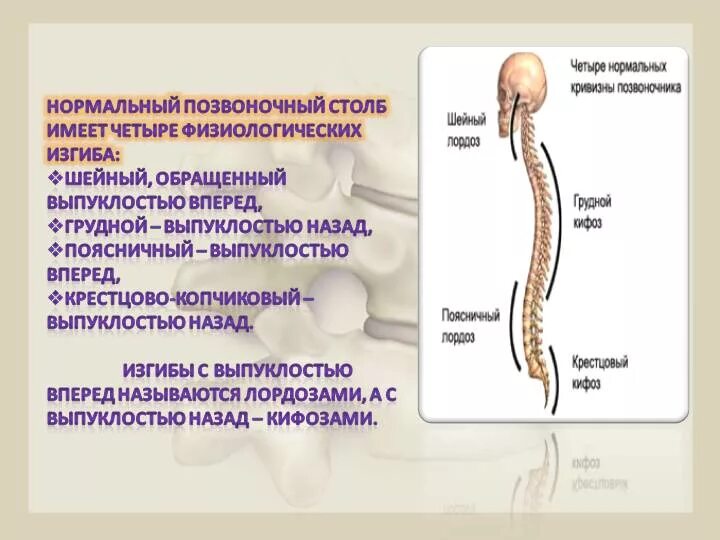 Физиологические изгибы позвоночника. Изгиб в позвоночнике выпуклостью назад. Физиологический изгиб позвоночника выпуклостью назад - это. Физиологический изгиб позвоночника вперед. Изгиб позвоночника в сторону называется