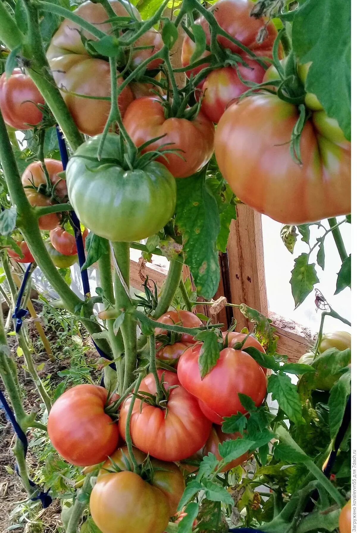 томат малиновый великан. томат малиновый гигант сдк. седек томат малиновый гигант. сорт томата малиновый гигант. томат малиновый гигант 0,15г 1/100.