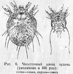 Сколько живет чесоточный. Чесоточный зудень самка и самец. Чесоточный зудень (Sarcoptes scabiei). Чесоточный клещ Sarcoptes scabiei. Чесоточный зудень Sarcoptes scabiei строение.