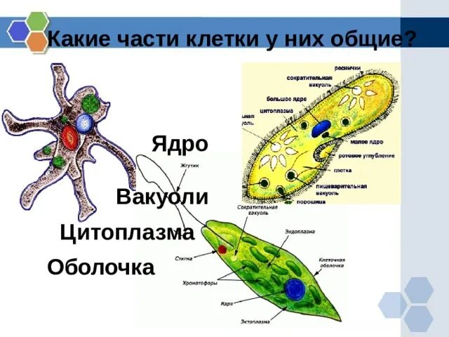 Какая основная часть клетки. Клетка простейших. Клетки простейших животных. Строение клетки простейших. Класс простейшие биология.