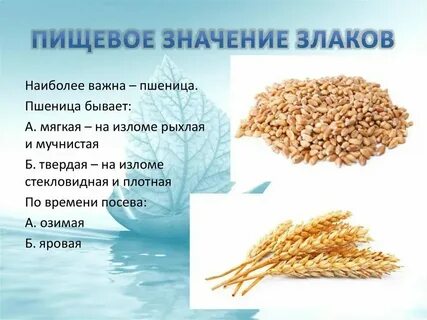 Пшеница твердая однолетнее светолюбивое растение ведущая