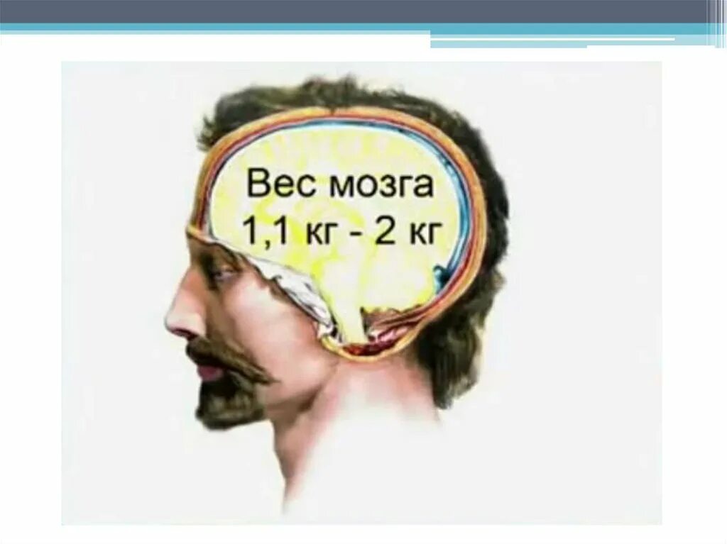 1 масса головного мозга. Вес мозга у мужчин. Вес мозга человека в среднем. Средняя масса головного мозга.