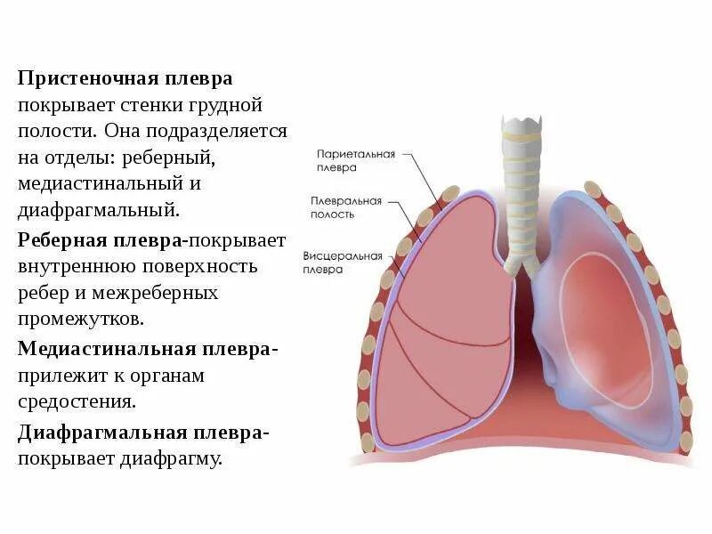 Правая плевральная полость. Плевра медиастинальная полость. Средостенная париетальная плевра. Париетальная и медиастинальная плевра. Плевра легких анатомия строение.