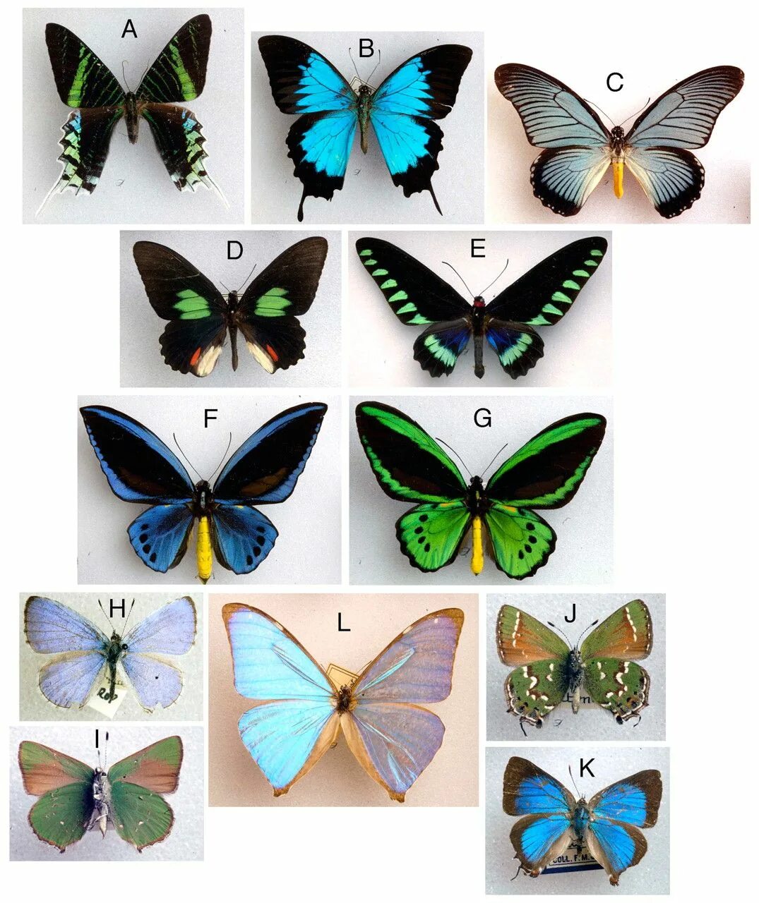 Разнообразие бабочек. Коллекция энтомологическая "семейство бабочек". Расцветки бабочек. Многообразие бабочек. Окраска бабочек.